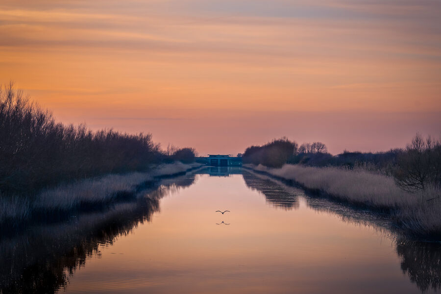 Highly Commended 'Heron over the Huntspill' by Adam Wakefield