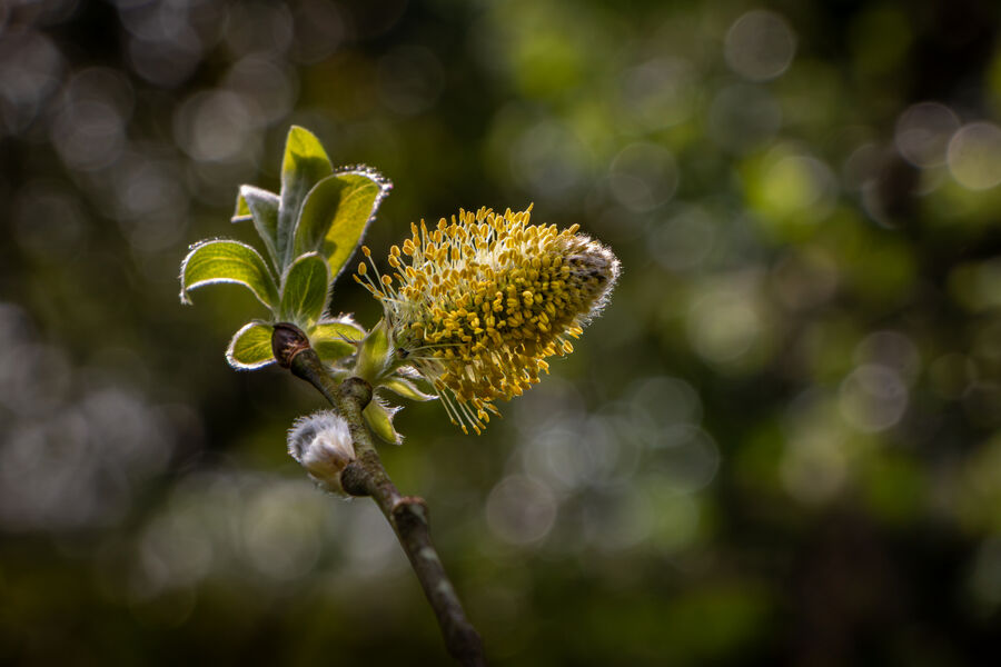 Third Place 'Goat Willow Catkin' by Jeff McKinstry