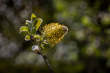Third Place 'Goat Willow Catkin' by Jeff McKinstry