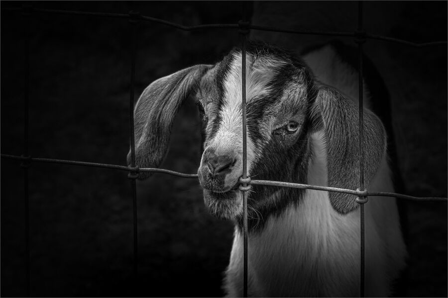 Third Place 'Kidnapped' by Jeff McKinstry