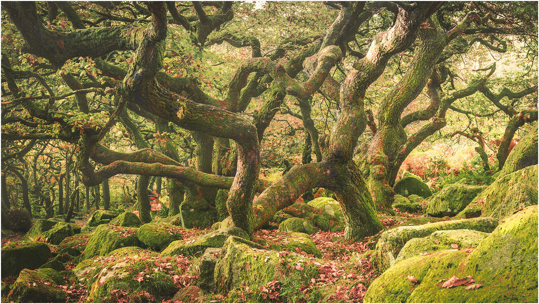 Third Place 'Gnarly Oak at Padley Gorge' by Adam Wakefield