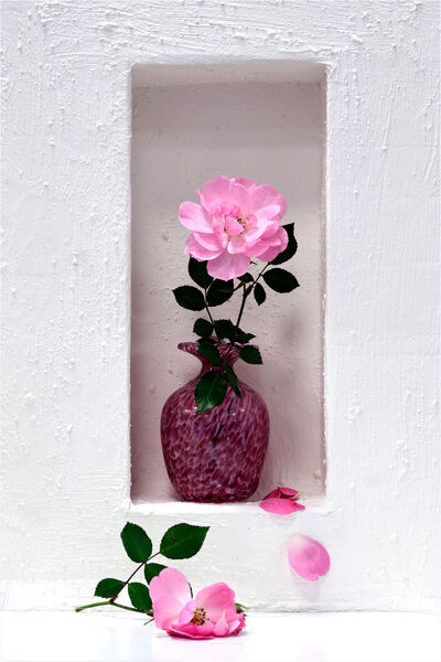 Third Place 'Last Rose of Summer' by Anita Fullerton AFIAP