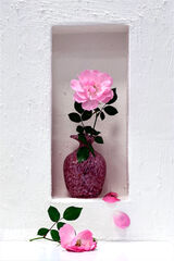 Third Place 'Last Rose of Summer' by Anita Fullerton AFIAP