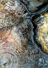 HC  "Puddle Pattern" by Anita Fullerton