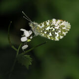 2nd  "Orange tip butterfly" by Rachel Domleo.