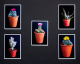 2nd Place "Cactus" by Brian Kinsman.