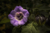 First  A dusky Morning Glory by Jeff Mckinstry
