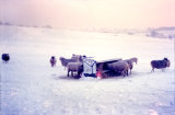 Sheep in the snow. Taken at the end of Ironmould Lane, Brislington January 1962