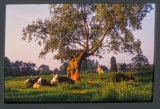 Early Morning on the meadow.