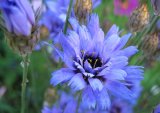 'Giant Cornflower'