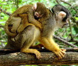 Third Mother and Baby by Jackie Worlock