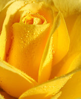 Yellow Rose