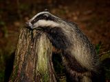 Badger