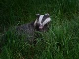 Badger