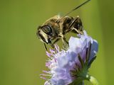 Bee on Scabious