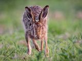 Brown Hare