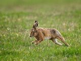 Brown Hare
