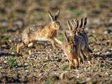 Brown Hare