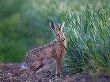 Brown Hare