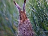Brown Hare