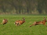 Brown Hare
