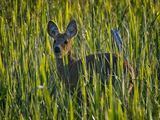 Chinese water Deer