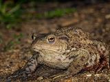 Common Toad