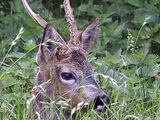 Roe Deer