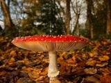 Fly Agaric