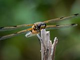 Four Spot Chaser