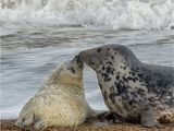 Grey Seal