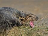 Grey Seal