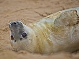 Grey Seal