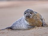 Grey Seal