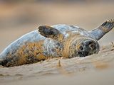 Grey Seal