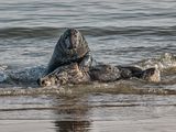 Grey Seal