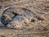 Grey Seal