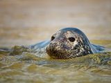 Grey Seal