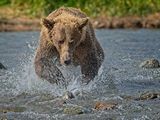 Grizzly Bear chasing Salmon