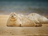 Harbour Seal