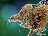 Harvest Mouse