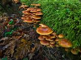 Honey Fungus