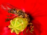 Hover Fly