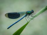Metallic Green-Blue Damselfly