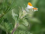 Orange Tip