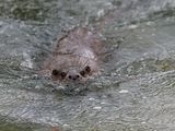 Otter