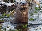 Otter