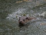 Otter