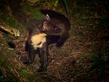Pine Marten