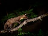 Pine Marten